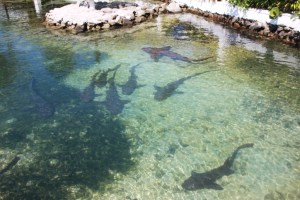 Shark pool ved Anchorage Yacht Club, Clifton Union Island