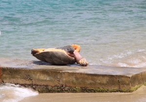 Skilpadde i Tyrrel Bay