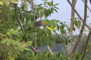 Papegøyer i trærne