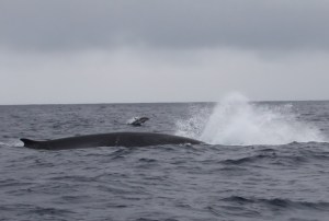 Finnhval med delfin i bakgrunnen