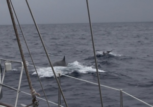 Finnhval og delfiner
